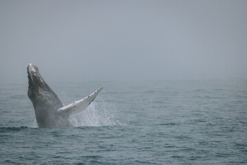 Whale breaching ocean
