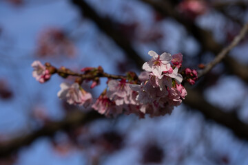 Cherry blossom