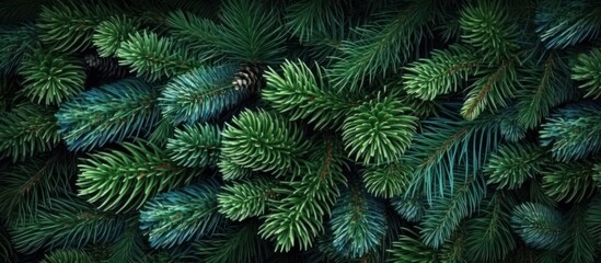 Close-Up of Lush Evergreen Branches