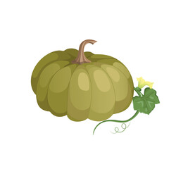 Autumn green pumpkin. Postcard or banner. Cartoon pumpkins, halloween squash, fall harvest gourds. Autumn thanksgiving and halloween