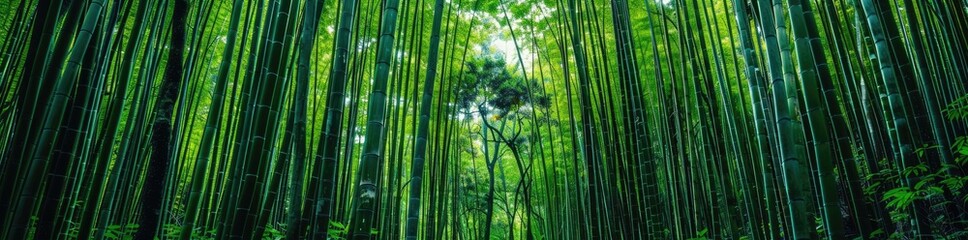 Fototapeta premium A Tranquil Path Through a Dense Bamboo Forest