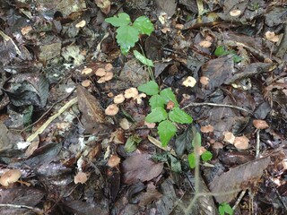 チャホウライタケ