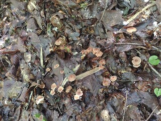 チャホウライタケ