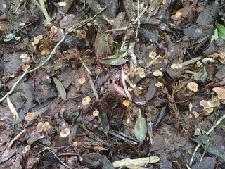 チャホウライタケ