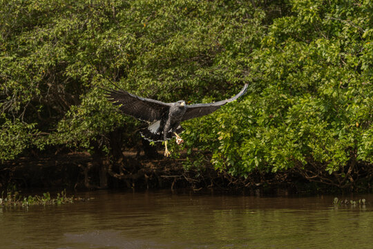 Common Black Hawk - Buteogallus anthracinus a big dark bird of prey in the family Accipitridae, formerly Cuban black-hawk (Buteogallus gundlachii) as a