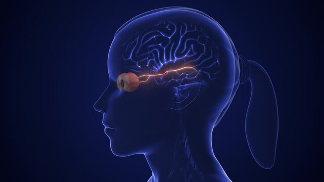 The optic nerve and its visual connection with the brain