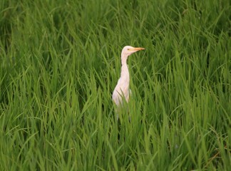 green farmland with bird
