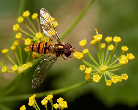 A hoverfly with enormous eyes is captured feeding on a vibrant yellow dill flower, viewed from above. This close-up highlights the intricate details of the hoverfly's delicate wings and vivid color