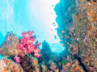 ウミトサカ（ソフトコーラル）が生えるドロップオフのキンギョハナダイ（ハナダイ亜科）、スズメダイ（スズメダイ科）他群れ
静岡県伊豆半島賀茂郡南伊豆町中木から渡し船で渡るヒリゾ浜-2024年8月
Sea Goldie (Pseudanthias squamipinnis)
Damselfish, Chromis notata, 
Alcyonacea
