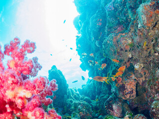 ウミトサカ（ソフトコーラル）が生えるドロップオフのキンギョハナダイ（ハナダイ亜科）、スズメダイ（スズメダイ科）他群れ
静岡県伊豆半島賀茂郡南伊豆町中木から渡し船で渡るヒリゾ浜-2024年8月
Sea Goldie (Pseudanthias squamipinnis)
Damselfish, Chromis notata, 
Alcyonacea
