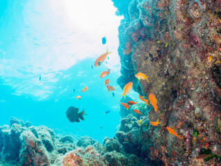 ウミトサカ（ソフトコーラル）が生えるドロップオフのキンギョハナダイ（ハナダイ亜科）、スズメダイ（スズメダイ科）他群れ
静岡県伊豆半島賀茂郡南伊豆町中木から渡し船で渡るヒリゾ浜-2024年8月
Sea Goldie (Pseudanthias squamipinnis)
Damselfish, Chromis notata, 
Alcyonacea
