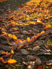 Golden brown autumn leaves scattered across a grassy field capture the essence of fall, showcasing the beauty of nature's cycle and the serenity of an autumn day.