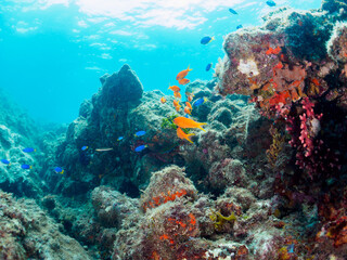 ウミトサカ（ソフトコーラル）が生えるドロップオフのキンギョハナダイ（ハナダイ亜科）、スズメダイ（スズメダイ科）他群れ
静岡県伊豆半島賀茂郡南伊豆町中木から渡し船で渡るヒリゾ浜-2024年8月
Sea Goldie (Pseudanthias squamipinnis)
Damselfish, Chromis notata, 
Alcyonacea
