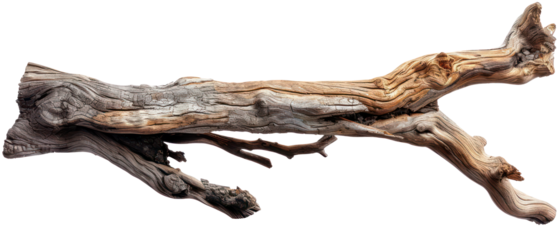 Beautiful driftwood and trees branch tree, dry wood, bare tree, twig. Close up Various textured pieces isolated on background