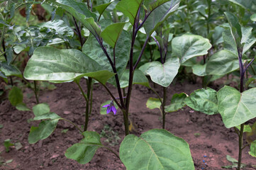 Flowers and fruits of the eggplant Solanum melongena