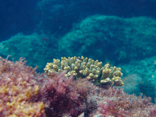美しいテーブルサンゴとホシゴンベ（ゴンベ科）の幼魚。

静岡県伊豆半島賀茂郡南伊豆町中木ヒリゾ浜-2024年8月

Blackside hawkfish (Paracirrhites forsteri).
Table coral, Acropora Solitaryensis,