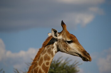 Giraffe in Serowe Khama Rhino Sanctuary, BOTSWANA