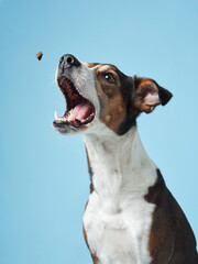 A spirited mixed breed dog leaps up, its eyes and mouth wide open in anticipation of a treat...