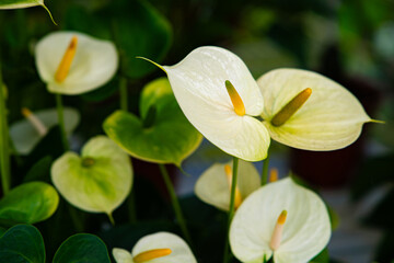 White Anthurium Flower. Flower blossoms garden