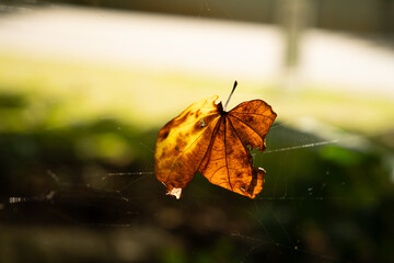 Autumn leave falling and stop on spider web. Autumn season