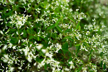 Obraz premium Euphorbia hypericifolia, diamond frost is a species of perennial herb