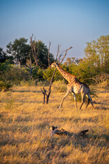 giraffe is a large African hoofed mammal belonging to the genus Giraffa