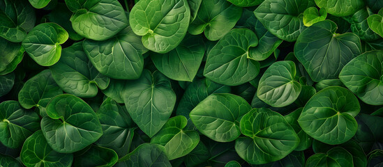 big green leaves texture background, Ai generated Images