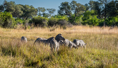 Zebras are African equines with distinctive black-and-white striped coats,  african mammal, botswana safari