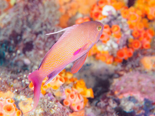 Obraz premium イボヤギ（ソフトコーラル）他が生えるドロップオフのキンギョハナダイ（ハナダイ亜科）ソラスズメダイ（スズメダイ科）他群れ 静岡県伊豆半島賀茂郡南伊豆町中木ヒリゾ浜-2024年6月 英名、学名：Sea Goldie,Pseudanthias squamipinnis, Heavenly Damselfish,Pomacentrus coelestis, Sergeant Major, 