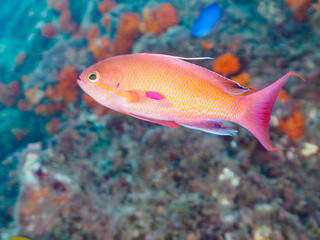 Naklejka premium イボヤギ（ソフトコーラル）他が生えるドロップオフのキンギョハナダイ（ハナダイ亜科）ソラスズメダイ（スズメダイ科）他群れ 静岡県伊豆半島賀茂郡南伊豆町中木ヒリゾ浜-2024年6月 英名、学名：Sea Goldie,Pseudanthias squamipinnis, Heavenly Damselfish,Pomacentrus coelestis, Sergeant Major, 