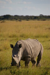 Rhino in Serowe Khama Rhino Sanctuary, BOTSWANA