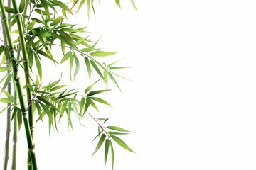Naklejka premium Free Download: Beautiful Bamboo Plant Wall Backgrounds in PNG Format
