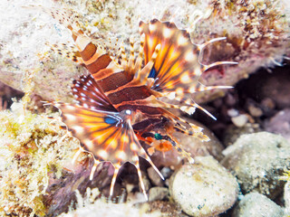 広げた羽根が美しいキリンミノ（フサカサゴ科）の幼魚。
英名、学名：Zebra turkeyfish (Dendrochirus zebra) 

静岡県伊豆半島賀茂郡南伊豆町中木ヒリゾ浜-2024年8月
