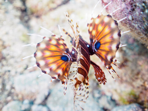 広げた羽根が美しいキリンミノ（フサカサゴ科）の幼魚。
英名、学名：Zebra turkeyfish (Dendrochirus zebra) 

静岡県伊豆半島賀茂郡南伊豆町中木ヒリゾ浜-2024年8月
