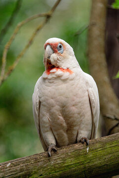Long Billed Corella