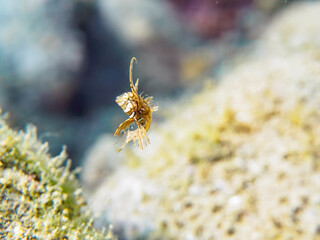 可愛いオビテンスモドキ（ベラ科）の幼魚他。
英名、学名：Rockmover wrasse, Novaculichthys taeniourus

静岡県伊豆半島賀茂郡南伊豆町中木ヒリゾ浜-2024年
