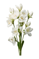 Obraz premium Beautiful white flower isolated on transparent background.
