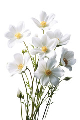 Fototapeta premium Beautiful white flower isolated on transparent background.
