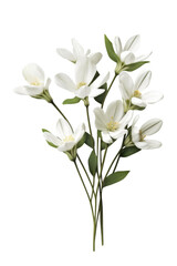 Beautiful white flower isolated on transparent background.