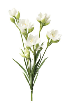 Fototapeta Beautiful white flower isolated on transparent background.