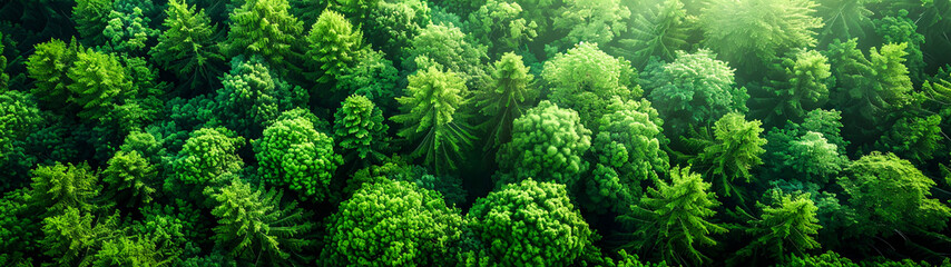 Fototapeta premium Serene Forest Landscape 