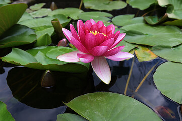 Water lily plant nymphaea candida on the lake
