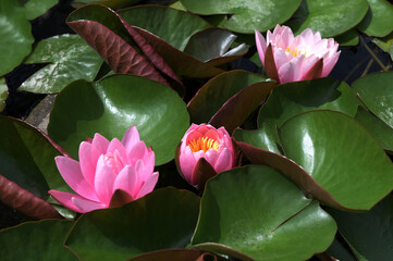 Water lily plant nymphaea candida on the lake