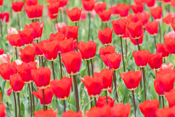 Obraz premium 春イメージ 赤いチューリップ02