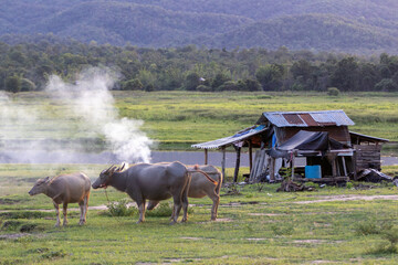 A set of images of Thai buffalo which nowadays are becoming less and less and there is a beautiful...