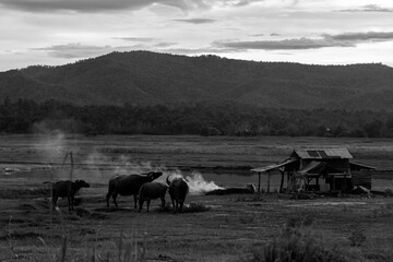 Obraz premium A set of images of Thai buffalo which nowadays are becoming less and less and there is a beautiful mountain in the background that tells the Thai way of life.