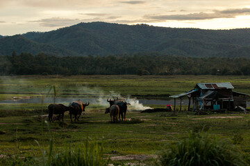 Obraz premium A set of images of Thai buffalo which nowadays are becoming less and less and there is a beautiful mountain in the background that tells the Thai way of life.