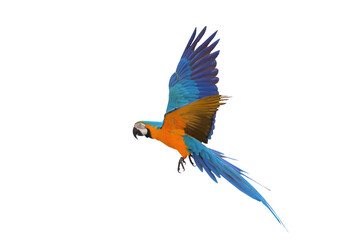 Colorful flying Blue and Gold Macaw parrot isolated on transparent background png file