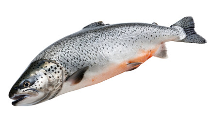 Fototapeta premium Salmon fish on transparent background