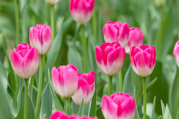 春イメージ ピンクと白のチューリップ04